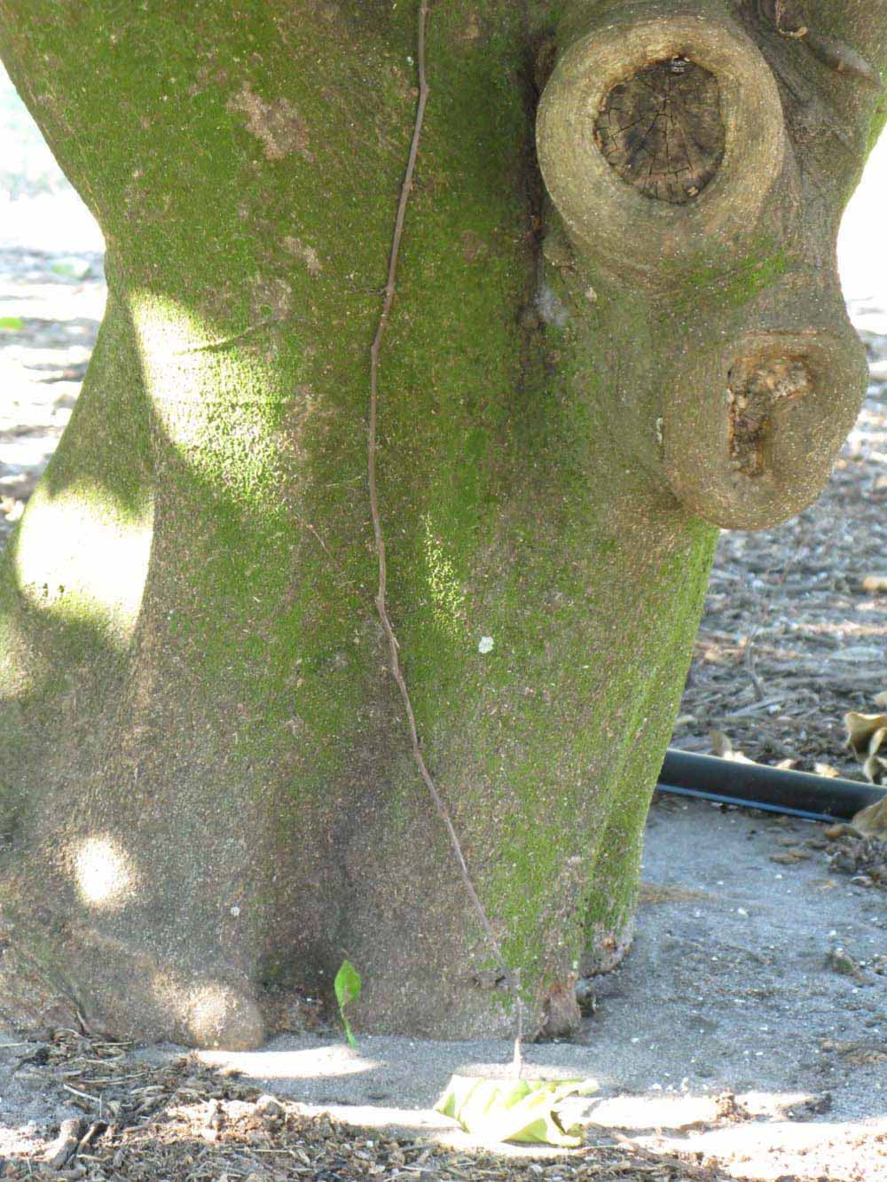            Bark (Winter Haven, FL)      